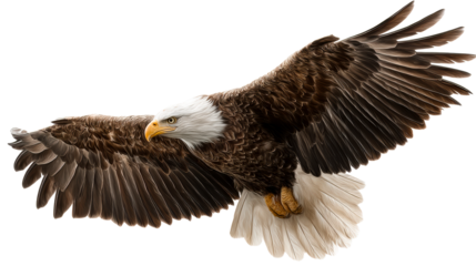 Majestic Bald Eagle in Flight with Detailed Feathers on White Background