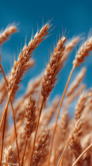 Fototapeta premium Wheat swaying gently under the clear blue sky during the golden hour of late afternoon