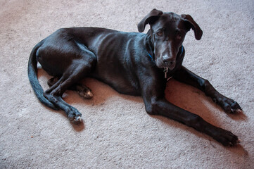 A young black dog reclining comfortably on a carpeted floor, illuminated by soft natural light....