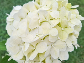 Panicled hydrangea flower. Hydrangea paniculata