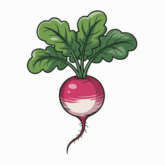 radish isolated on white