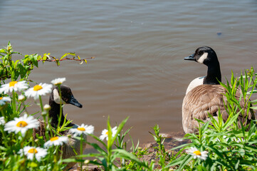 Close-up of two Canadian Geese looking at the camera with vibrant daisies near the edge of a calm...