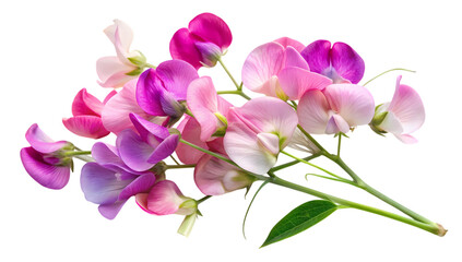 A bunch of sweet pea flowers isolated on transparent background