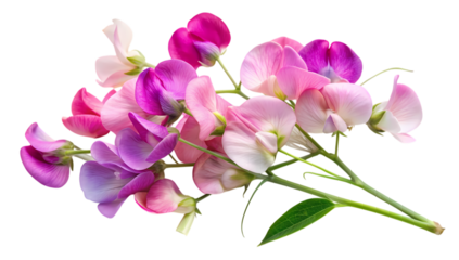 A bunch of sweet pea flowers isolated on transparent background