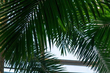 Fototapeta premium leaves of palm tree
