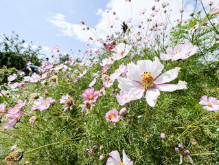 White and pink flowers in a municipal garden