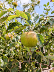 Apple for cooking in a municipal orchard