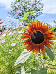 Sunflower in a municipal garden