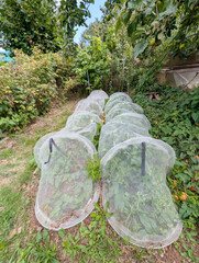 Greenhouse in a municipal garden with many plants