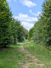 Path between fruit trees in a municipal orchard