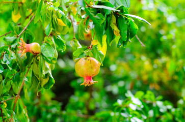 Fresh unripe pomegranates with pink blush hanging on tree branch under sunlight in lush foliage