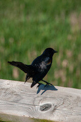 A blackbird sits calmly on a wooden railing, with a vibrant green background providing a natural atmosphere during a sunny day.