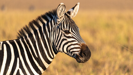 Great Migration in der Masai Mara