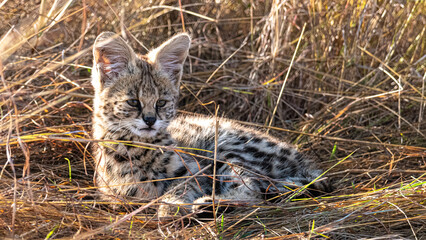 Great Migration in der Masai Mara