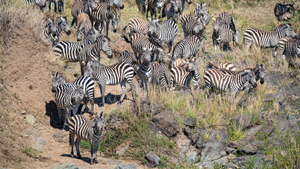 Great Migration in der Masai Mara