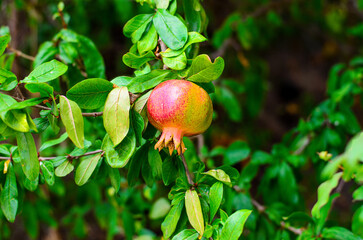 Branch with multiple pomegranates in growth stage surrounded by green foliage under warm summer sunlight