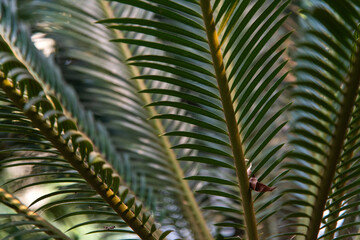 Fototapeta premium leaves of sago palm