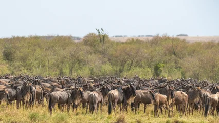 Wandcirkels Antilope Great Migration in der Masai Mara  © Rolf