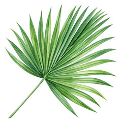 Green Fan Palm Leaf Watercolor isolated on a transparent background tropical nature © SAYEDA