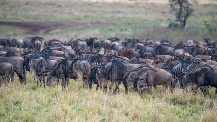 Great Migration in der Masai Mara