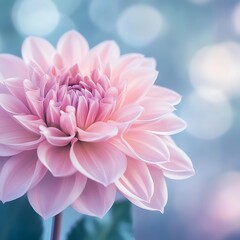Fototapeta premium Delicate and majestic pink dahlia flower with a soft pastel blue and bokeh background