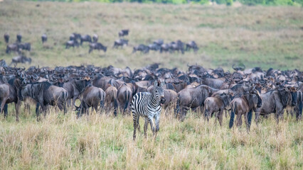 Great Migration in der Masai Mara