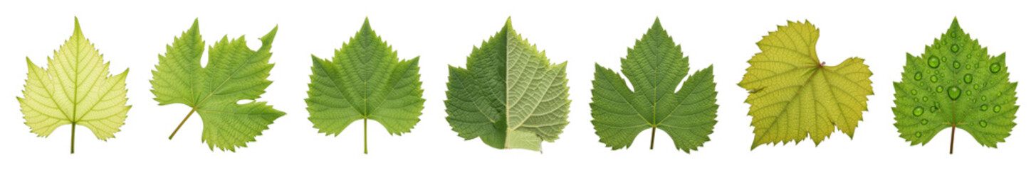 Various green leaf set including diverse shapes, fresh textures, and water droplets isolated. Nature and botanical elements.