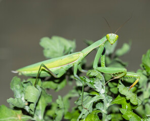 A European Mantis, Mantis religiosa, in a classic "praying" posture, which gives the species its common name. The mantis is positioned on a twig of dry grass, demonstrating its remarkable camouflage.