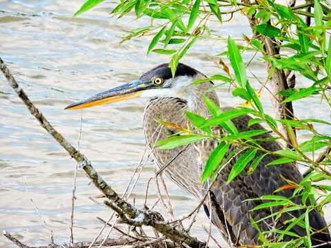 Great Blue Heron