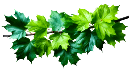 Branch of Lush Green Maple Leaves in Spring Season