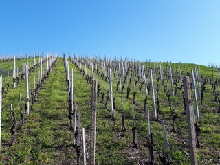 Fototapeta premium Weinreben vor blauem Himmel