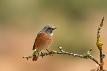 colirrojo real en otoño en el bosque