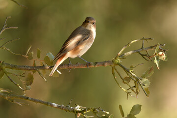 colirrojo real en otoño en el bosque