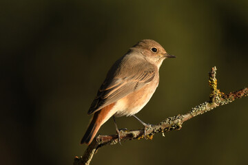 colirrojo real en otoño en el bosque
