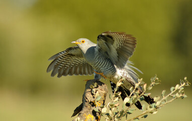 cuco en primavera en el campo