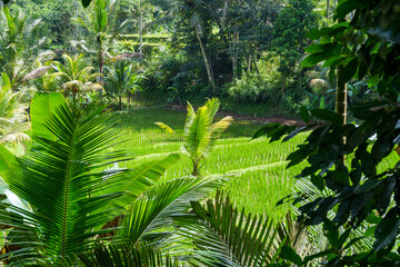 Rice fields on the island of Bali