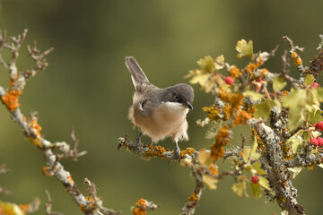 curruca mirlona en otoño