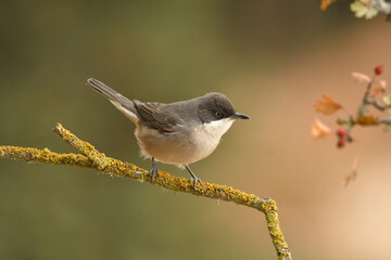 curruca mirlona en otoño