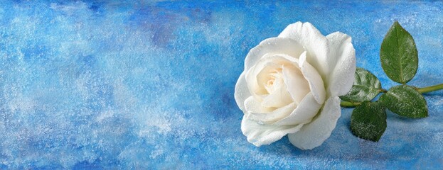 Pristine white rose on a textured blue background.