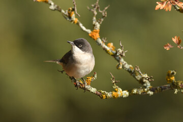 curruca mirlona en otoño