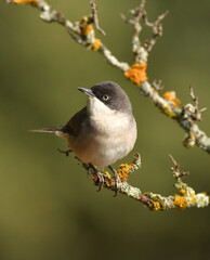 curruca mirlona en otoño