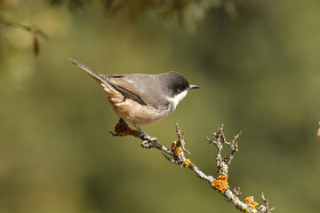 curruca mirlona en otoño