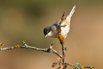curruca mirlona en otoño