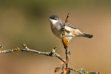 curruca mirlona en otoño
