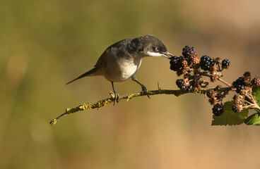 curruca mirlona en otoño