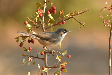 curruca mirlona en otoño