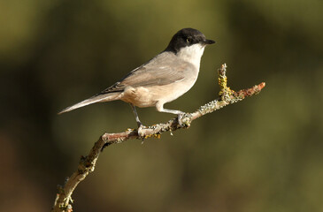 curruca mirlona en otoño