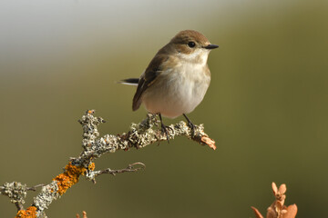 papamoscas cerrojillo en una ramita