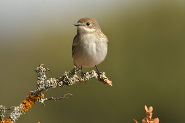 papamoscas cerrojillo en una ramita