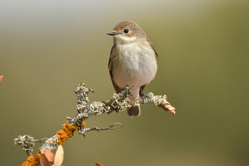 papamoscas cerrojillo en una ramita